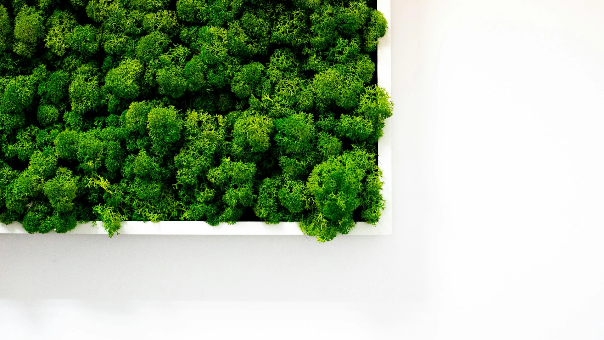 Moss art - zielona ściana z mchu w przestrzeni biurowej